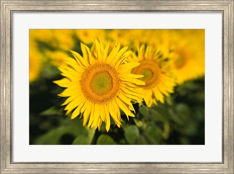 Framed Sunflower Field in France, Provence Print
