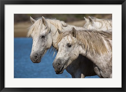 Framed Camargue Horses Run through Water Print