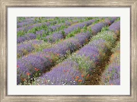 Framed Rows of Lavender in France Print