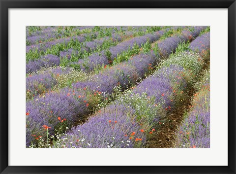 Framed Rows of Lavender in France Print