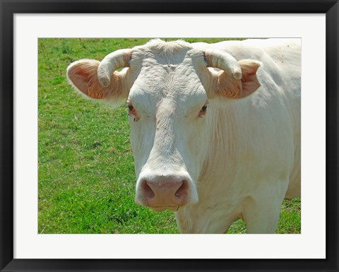 Framed Charolais Cow Print