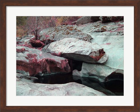 Framed Sierra Nevada Forest Print