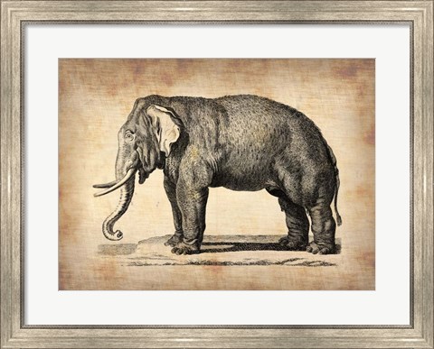 Framed Vintage Elephant Print