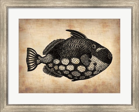 Framed Vintage Fish Print