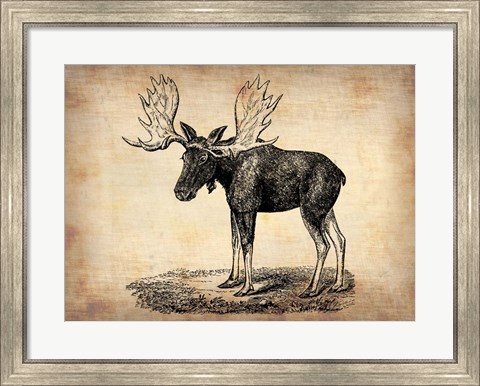 Framed Vintage Moose Print