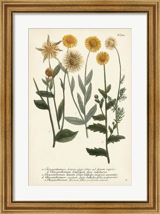 Framed Saffron Garden III Print