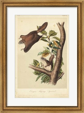 Framed Audubon Squirrel IV Print