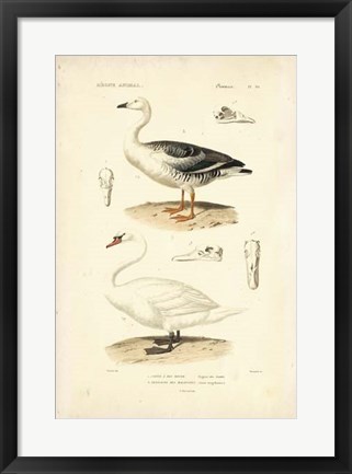 Framed Antique Swan Study Print