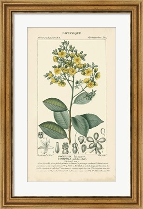 Framed Botanique Study in Yellow II Print