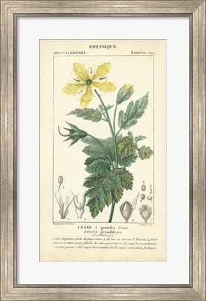 Framed Botanique Study in Yellow IV Print