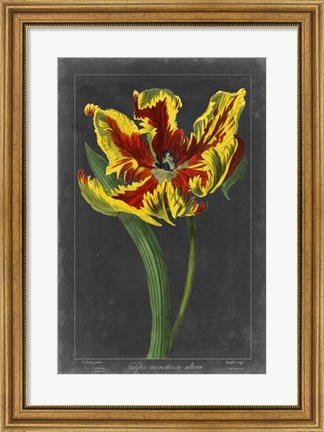 Framed Midnight Tulip III Print