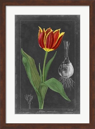 Framed Midnight Tulip IV Print