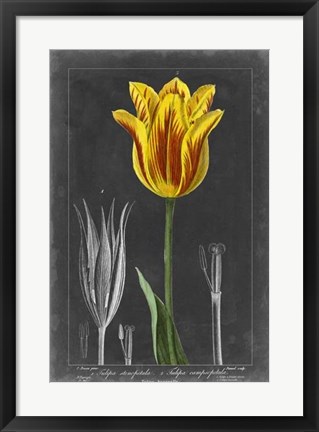 Framed Midnight Tulip V Print