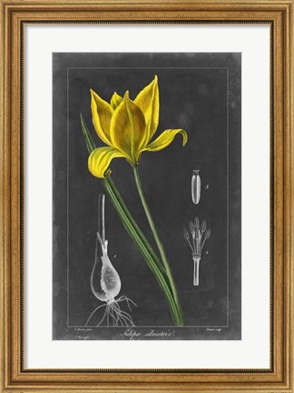 Framed Midnight Tulip VI Print
