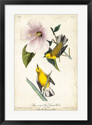 Framed Yellow Swamp Warbler Print