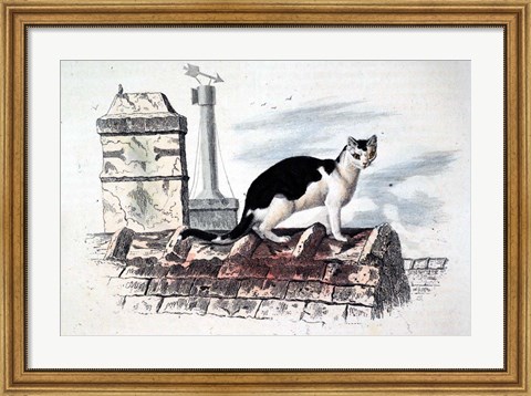 Framed Cat on Roof Top Print