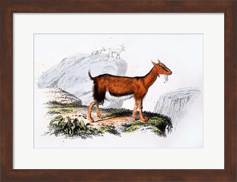 Framed Female Goat Print