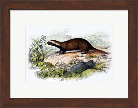 Framed Badger Print
