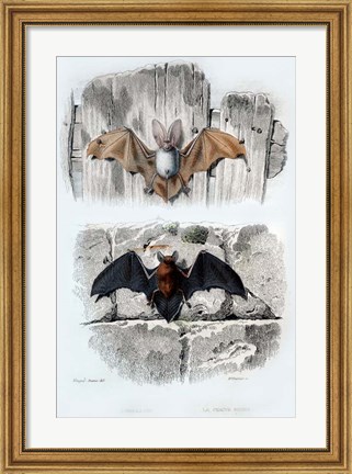 Framed Bats Print