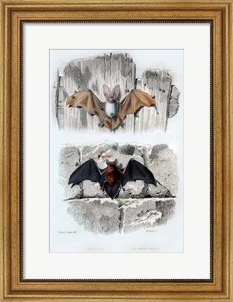 Framed Bats Print