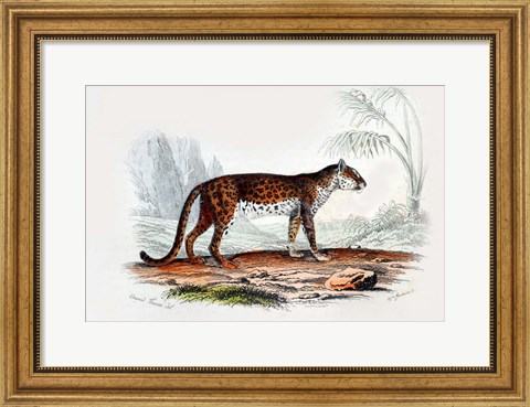 Framed Leopard II Print