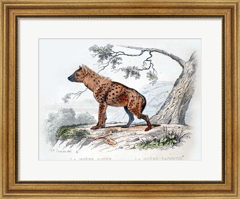 Framed Hyena II Print