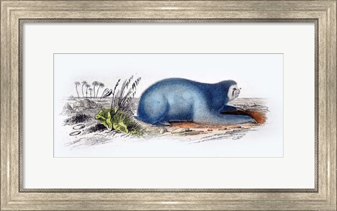 Framed Mammal II Print
