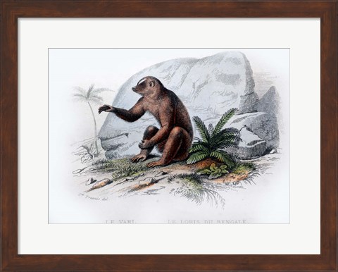 Framed Mammal V Print