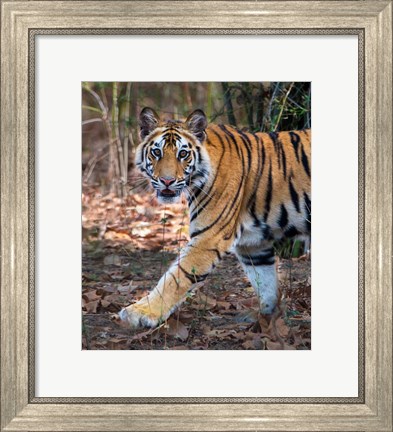 Framed Bengal Tiger, Bandhavgarh National Park, India Print