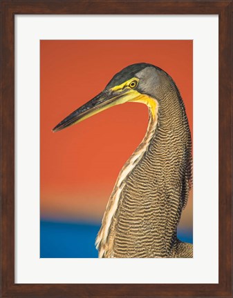 Framed Bare-Throated Tiger Heron, Tortuguero, Costa Rica Print