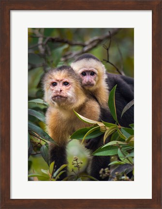 Framed White-Throated Capuchin Monkeys (Cebus capucinus) on tree, Tortuguero, Costa Rica Print