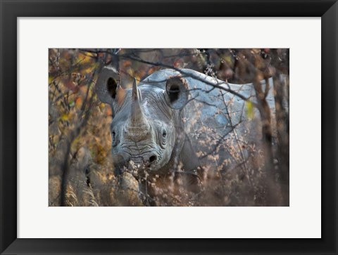 Framed Black Rhinoceros, Etosha National Park, Namibia Print