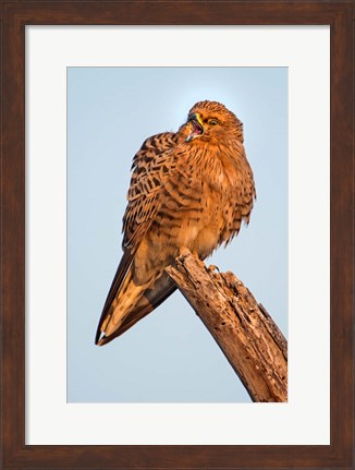 Framed Greater Kestrel, Etosha National Park, Namibia Print