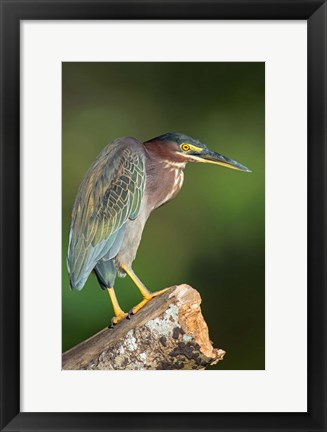 Framed Green Heron, Tortuguero, Costa Rica Print