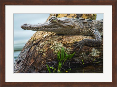 Framed American Crocodile, Tortuguero, Costa Rica Print