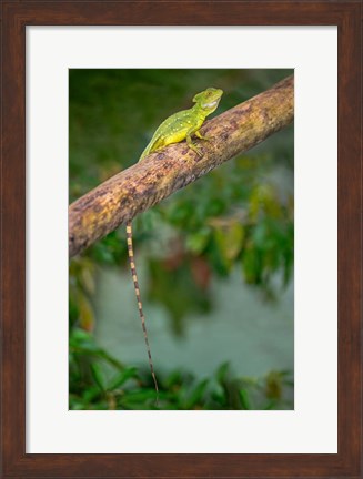 Framed Plumed Basilisk, Costa Rica Print