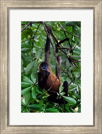 Framed Spider Monkey, Sarapiqui, Costa Rica Print