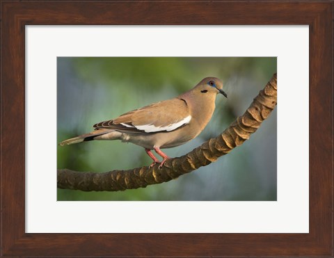 Framed White-Winged Dove, Tarcoles River, Costa Rica Print