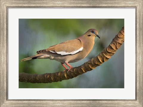 Framed White-Winged Dove, Tarcoles River, Costa Rica Print