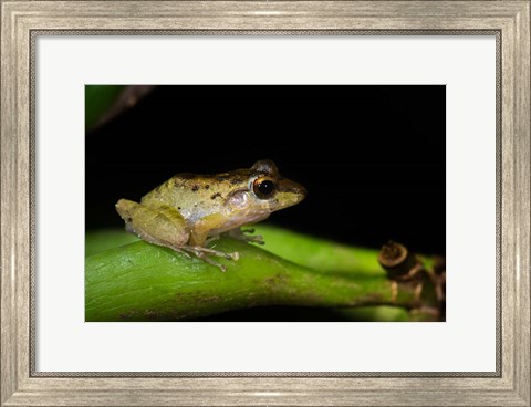 Framed Tink Frog, Tortuguero, Costa Rica Print