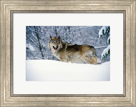 Framed Gray Wolf in Snow Print