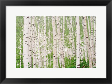 Framed Aspen Trees Print