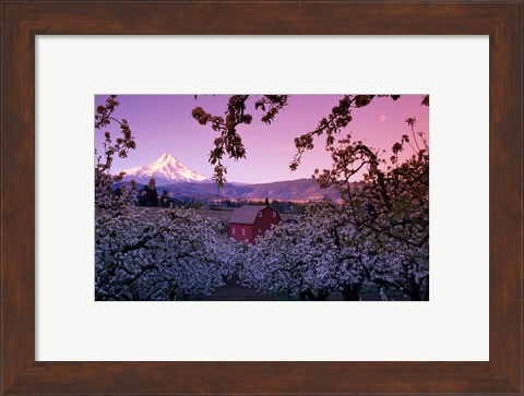 Framed Apple Trees in Oregon Print