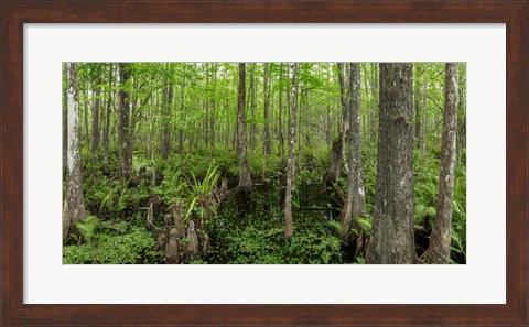 Framed Six Mile Cypress Slough Preserve in Fort Myers, Florida Print