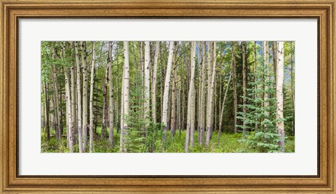 Framed Bow Valley Parkway, Banff National Park, Alberta, Canada Print