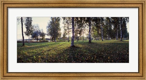 Framed Birch Trees, Imatra, Finland Print