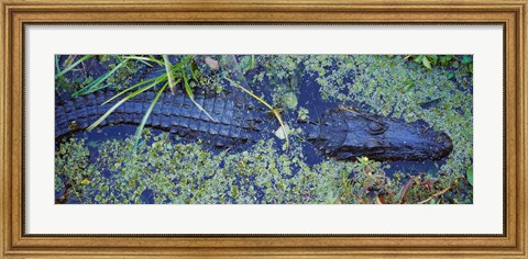 Framed Alligator Swimming in a River, Florida Print