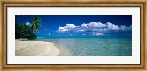 Framed Palm Tree in the French Polynesia Print