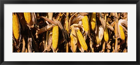 Framed Corn Crop Field, Minnesota Print
