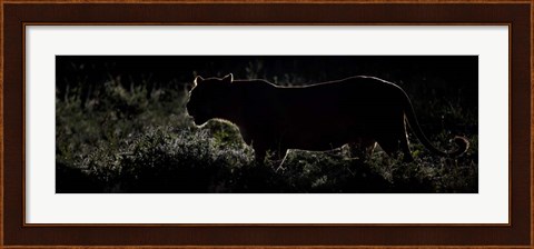 Framed Silhouette of African Lion, Tanzania Print